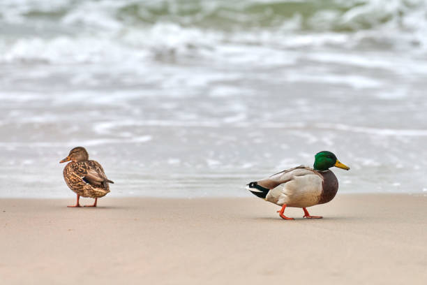 Two mallard waterfowl birds walking near Baltic Sea. Close up of Anas platyrhynchos, mallard duck. Couple breakup concept.