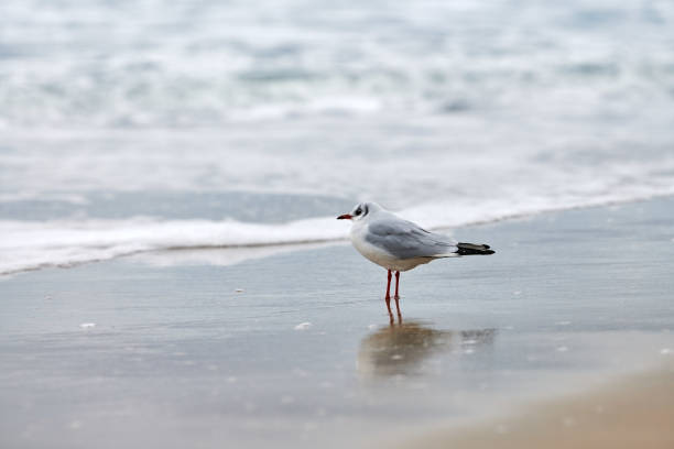 istock Black-headed seagull at beach, sea and sand background 1312282980