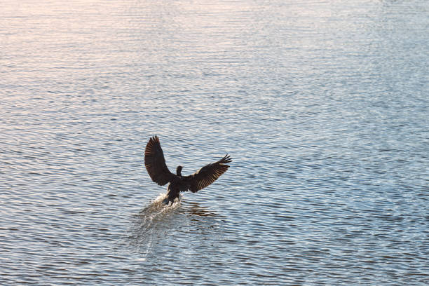 istock Bird hovering above blue water surface. Coot, Fulica atra 1312283023