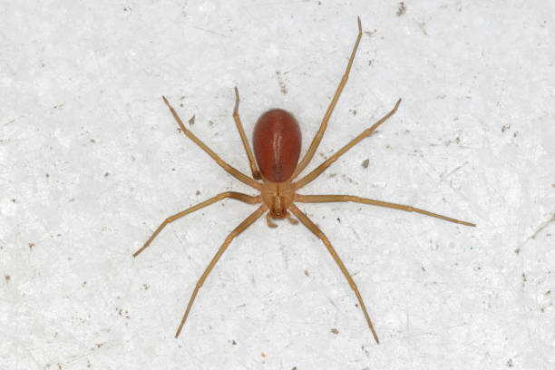 loxosceles rufescens l’araignée recluse méditerranéenne, araignée violon, originaire de la région méditerranéenne. - arachnophobia photos et images de collection