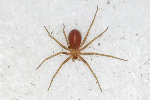 Photo of Loxosceles rufescens the Mediterranean recluse spider,violin spider, originated in the Mediterranean region.