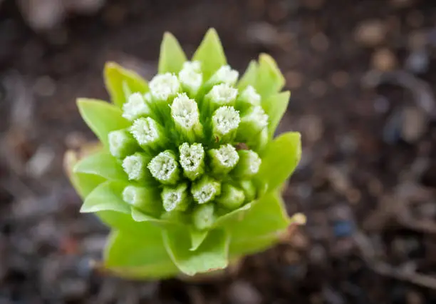 Fukinotou is a popular spring edible wild plant and is used for Japanese food such as tempura.