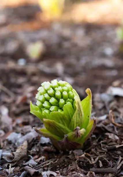 Fukinotou is a popular spring edible wild plant and is used for Japanese food such as tempura.