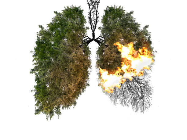 silueta abstracta de los pulmones - wildfire smoke fotografías e im ágenes de stock