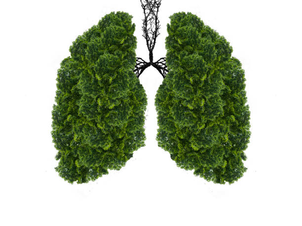 istock Abstract silhouette of lungs 1312284841