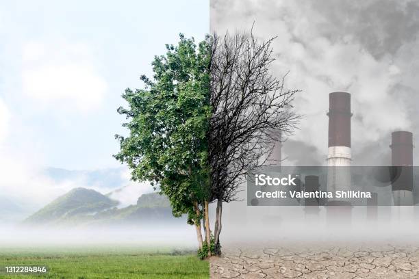 Tree On The Background Of Nature And Industrial Plant Stock Photo - Download Image Now