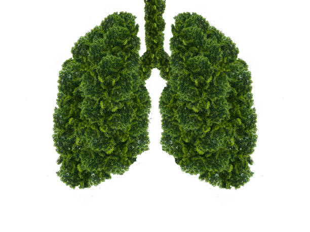 istock Abstract silhouette of lungs 1312284908