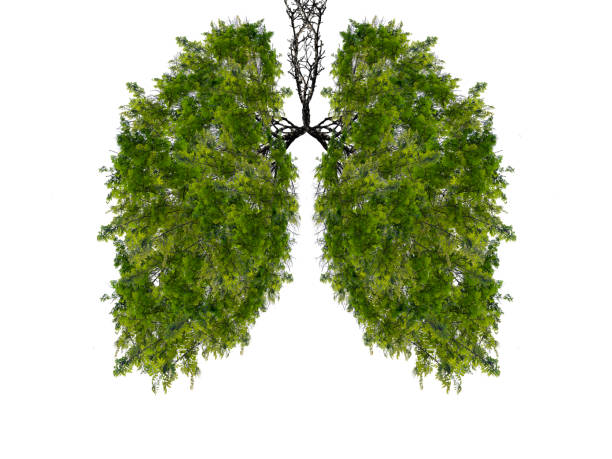 istock Abstract silhouette of lungs 1312284918