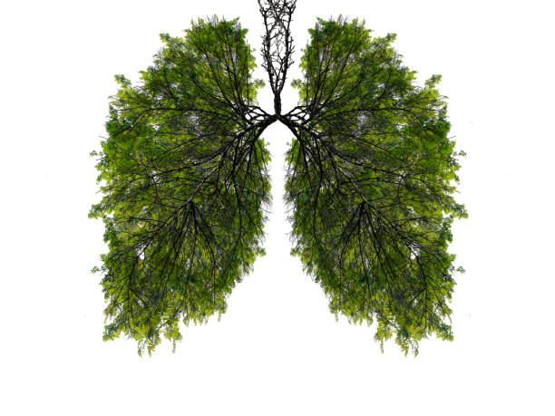istock Abstract silhouette of lungs 1312285119