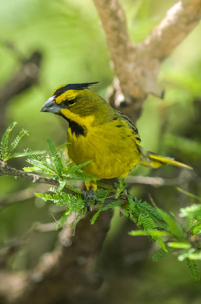 istock Yelow Cardinal.La Pampa, Argentina 1312285121