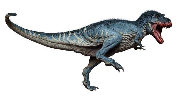 istock 3D illustration Tyrannosaurus Rex on white 1312285579