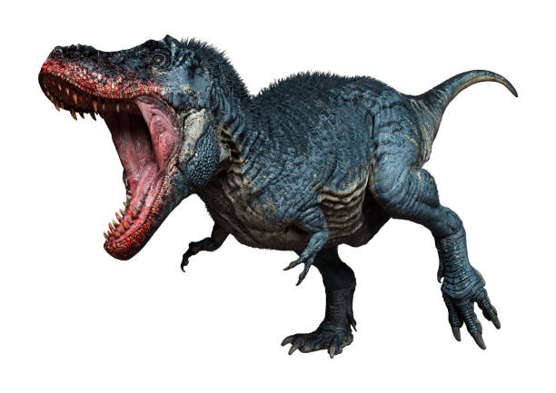 istock 3D illustration Tyrannosaurus Rex on white 1312285640