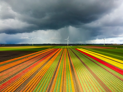 Tulips blossoming in a field with a dark storm sky above aerial drone view