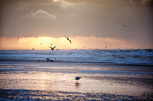 A flock of birds flies over the coastline of a wild sea during the Westerstorm. The sky is full of darker and lighter clouds and the setting sun shines through a gap in the cloudscape.