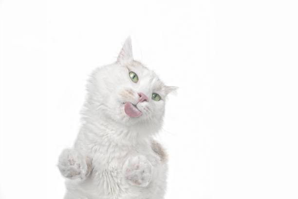 Cute longhair cat licking the screen. Bottom view with copy space.