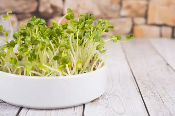 Sprouts, seedlings for healthy nutrition - radish