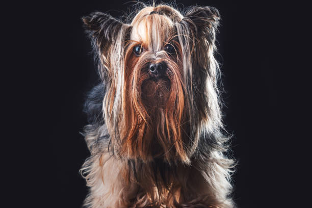 istock Yorkshire terrier, dog isolated on black  background 1312290380
