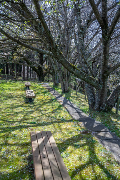 istock Beautiful scenery of a refreshing park 1312290951