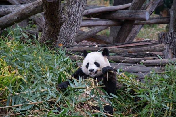 istock Cute panda biting and chewing fresh bamboo branches in forest 1312291598