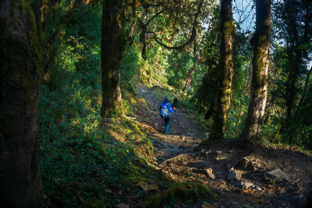 istock Young woman trekking in Annapurna Base Camp 1312293345