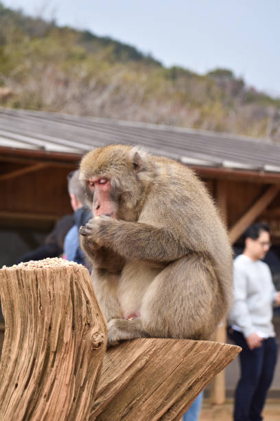 Kyoto, Japan - March 30th 2019; Monkeys at Arashiyama Monkey park Iwatayama