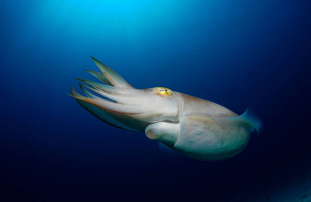 Cuttlefish in the open sea. stock photo