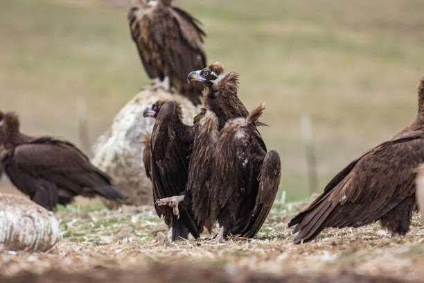 istock Cinereous Vulture 1312294654