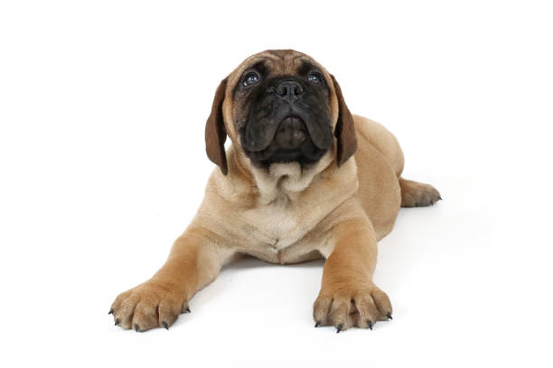 istock puppy bullmastiff isolated on white background 1312294788