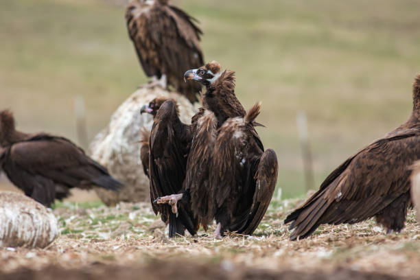 istock Cinereous Vulture 1312294915
