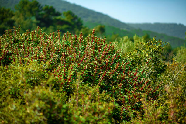 View of Green - Red Bushes near Spring.