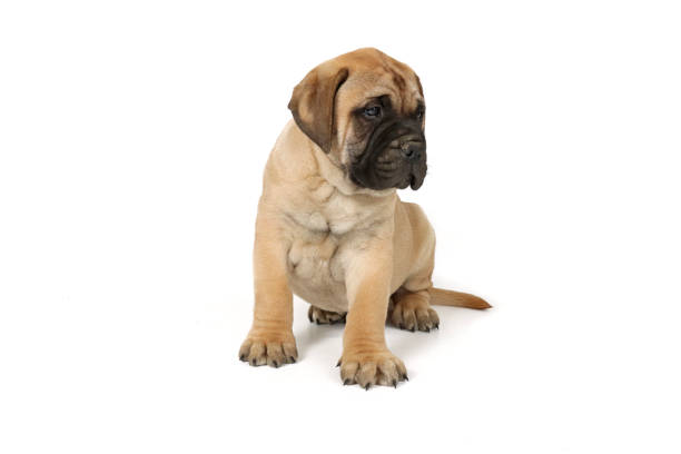 puppy bullmastiff isolated on white background puppy bullmastiff isolated on white background mastiff stock pictures, royalty-free photos & images