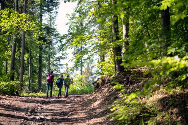 istock Children hiking in the spring forest 1312295973