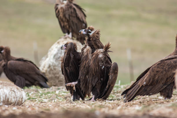 istock Cinereous Vulture Aegypius monachus 1312295996