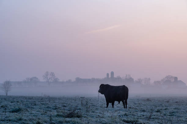 istock Bull Standing in Pasture in Morning Mist 1312296022