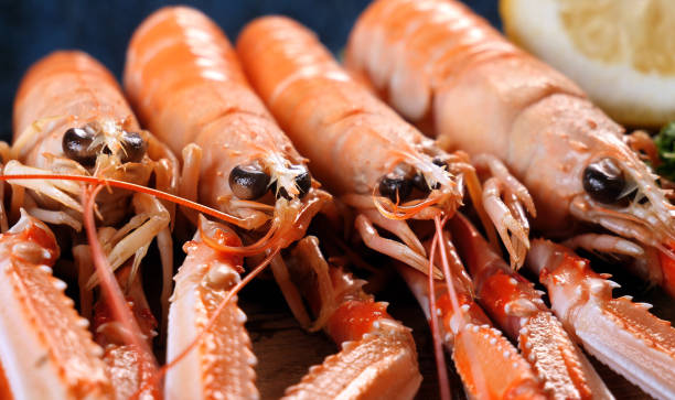 istock Fresh seafood huge sea shrimps