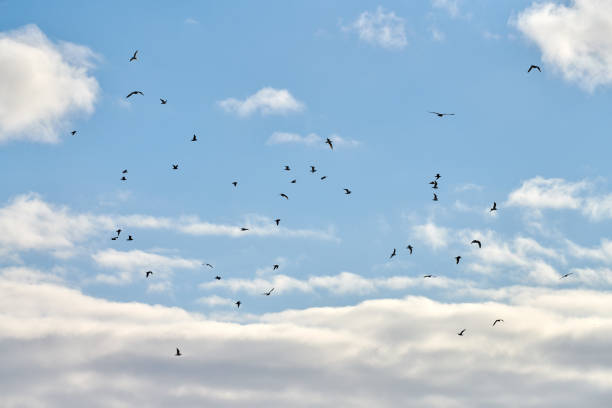 Seagulls flying high in blue sky with white fluffy clouds. Silhouettes of hovering white birds on natural sky background as symbol of freedom, lightness and speed. Sky texture, copy space.