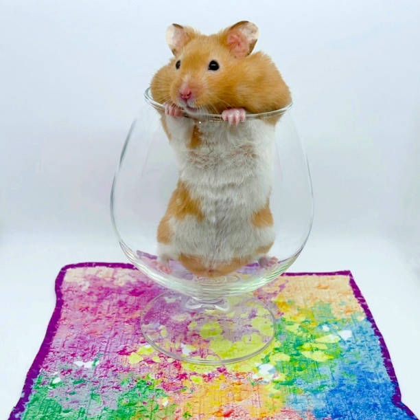 istock Cute Syrian Hamster in a Wine Glass 1312297278