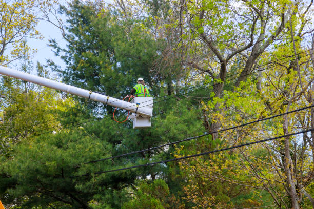 istock Aerial work platform with seasonal pruning trees at the springtime on tree care hydraulic ramp 1312298049