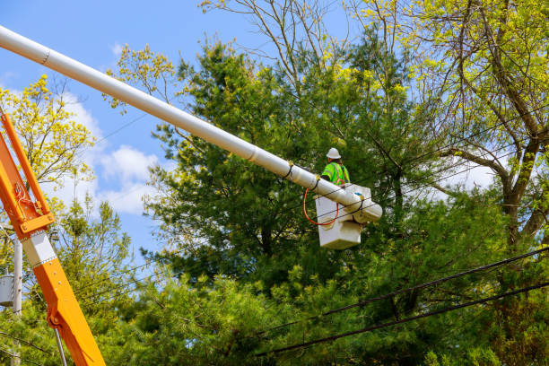 istock Seasonal pruning trees at the springtime with tree care with hydraulic ramp 1312298052
