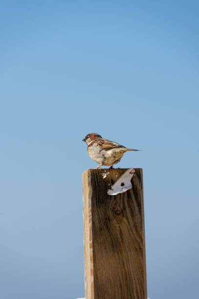 sparrow perched on a rope with beach background