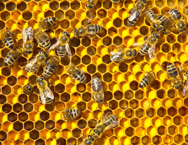 istock Brought pollen bees placed in the cells 1312300180