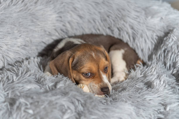 istock Beagle puppy resting on a couch 1312300764