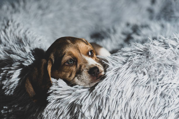 istock Beagle puppy resting on a couch 1312300778