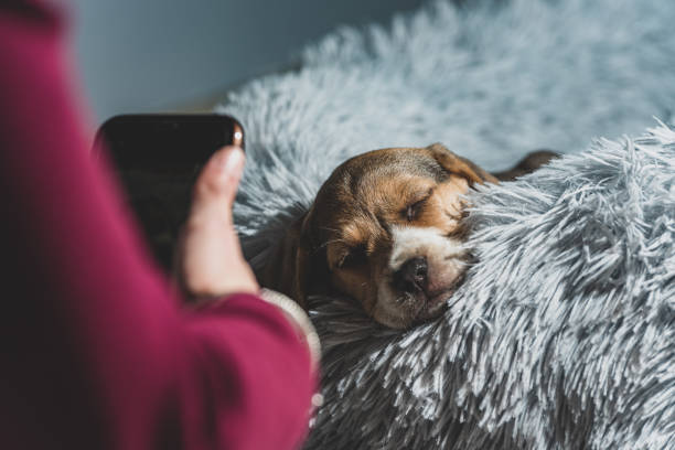 istock Beagle puppy resting on a couch 1312300828