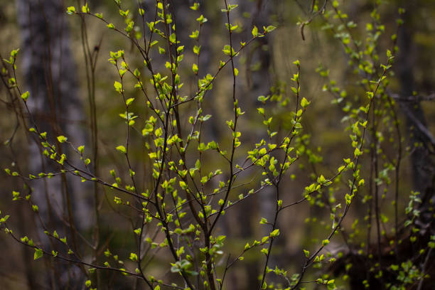 istock Young bright spring green leaves, natural background 1312301122