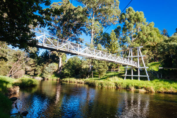 istock Swing Bridge in Warburton Australia 1312302747