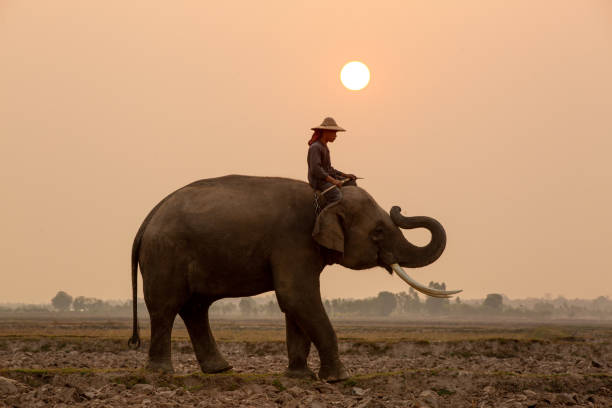 istock Side View Of Man Sitting On Elephant Against Sky During Sunset 1312305150