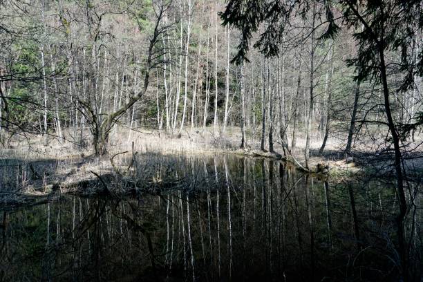 istock Belarusian landscape. A solid spring day in April. Forest river Vyacha. Reflection in water. Trees on the shore 1312307711