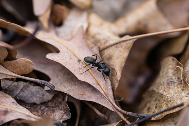 Eastern Carpenter Ant on Leaf in Springtime stock photo
