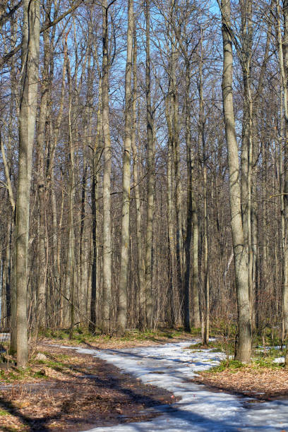 istock Spring in the forest. Trees against the blue sky, melting snow, the first grass on the thawed ground. 1312308761